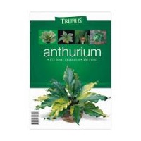 Image of Anthurium